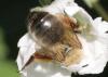 Andrena nigroaenea
